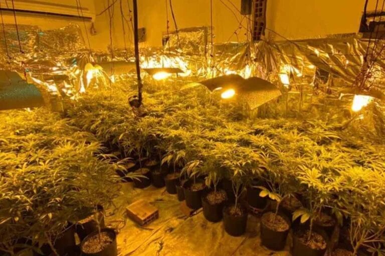Equipe do Patrulhamento Tático Móvel da PM de Rondônia descobre estufa de maconha e apreende drogas