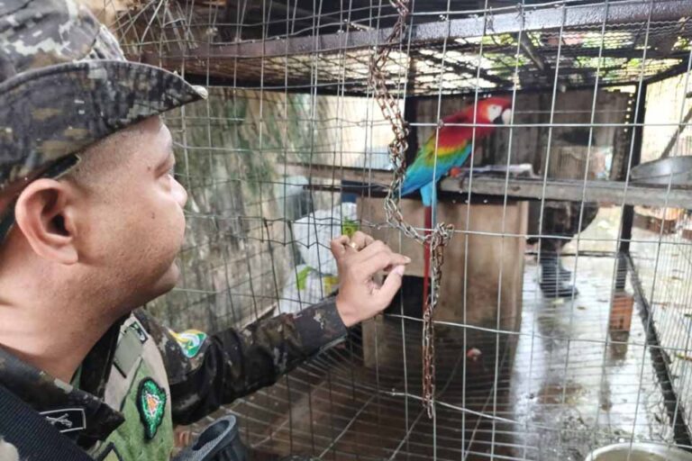 Fiscalização ambiental em Porto Velho resulta em apreensão de animais silvestres e ação contra criação irregular de aves