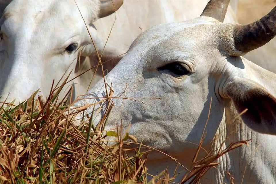 Meta da JBS de zerar desmatamento na Amazônia até 2025 é vista como inalcançável por produtores de Rondônia