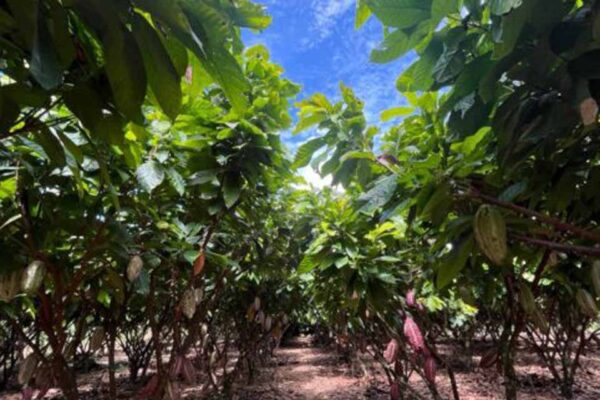 Governo de Rondônia dá início oficial à colheita do cacau em propriedade de produtor premiado