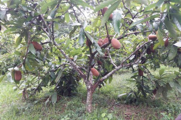 Produtor familiar investe em agrofloresta com apoio da assistência técnica em Nova Califórnia
