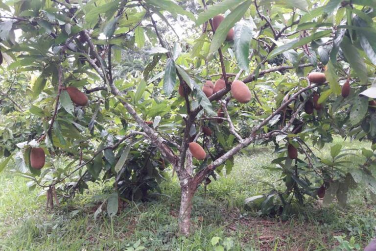 Produtor familiar investe em agrofloresta com apoio da assistência técnica em Nova Califórnia
