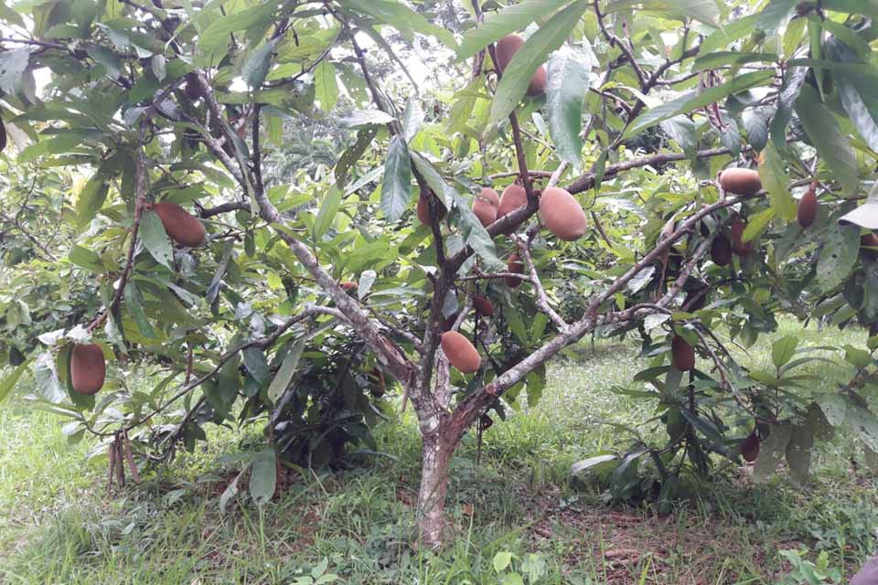 Produtor familiar investe em agrofloresta com apoio da assistência técnica em Nova Califórnia