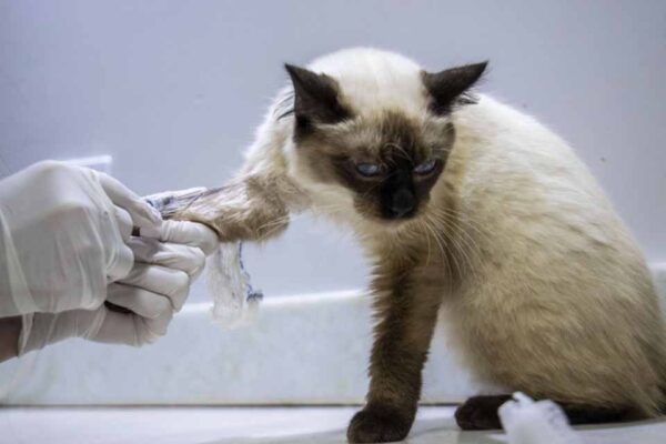 Porto Velho terá primeiro serviço público de atendimento veterinário gratuito