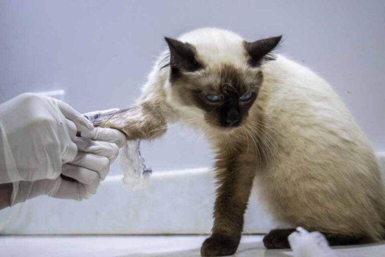 Porto Velho terá primeiro serviço público de atendimento veterinário gratuito