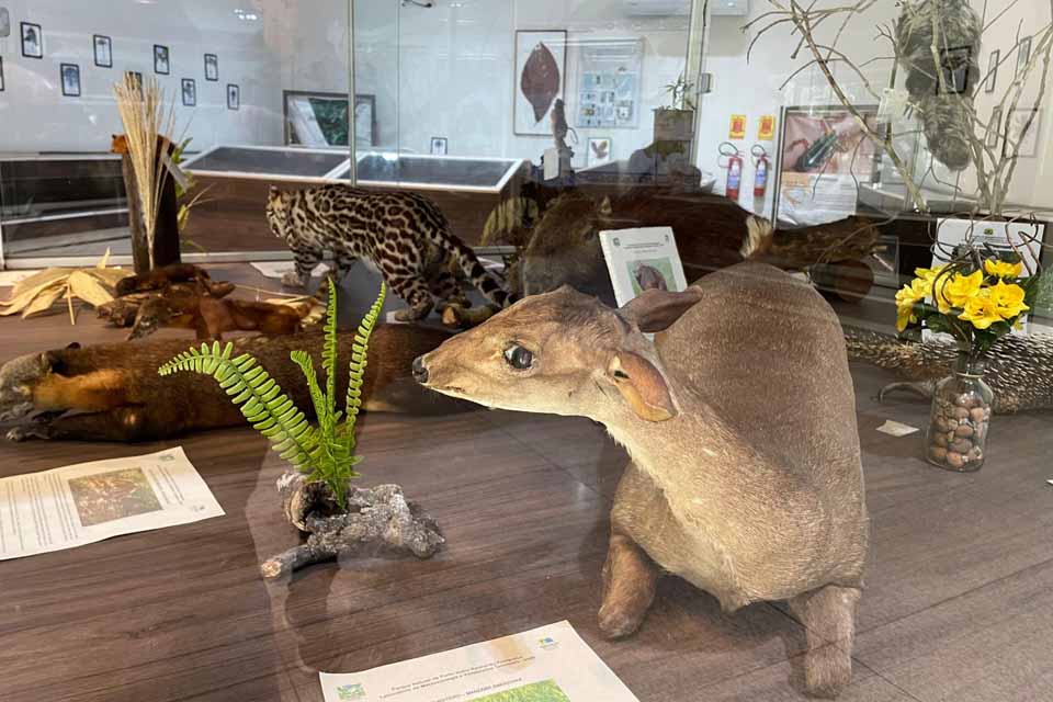Museu do Parque Natural reúne mais de 150 itens da fauna amazônica e atrai visitantes em Porto Velho