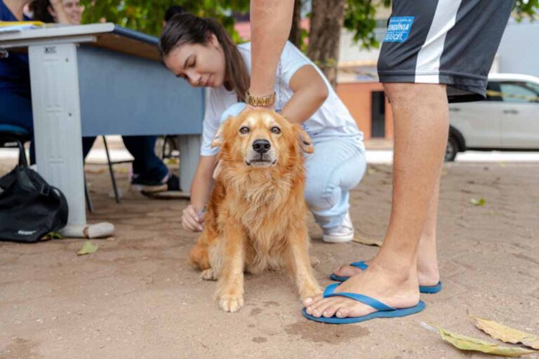 Prefeitura lança plataforma para agendamento de vacinação de cães e gatos em Porto Velho