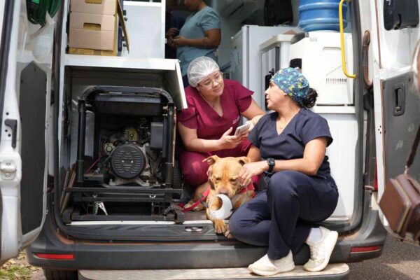 Porto Velho realiza exames pré-operatórios para castração de animais e anuncia clínica municipal