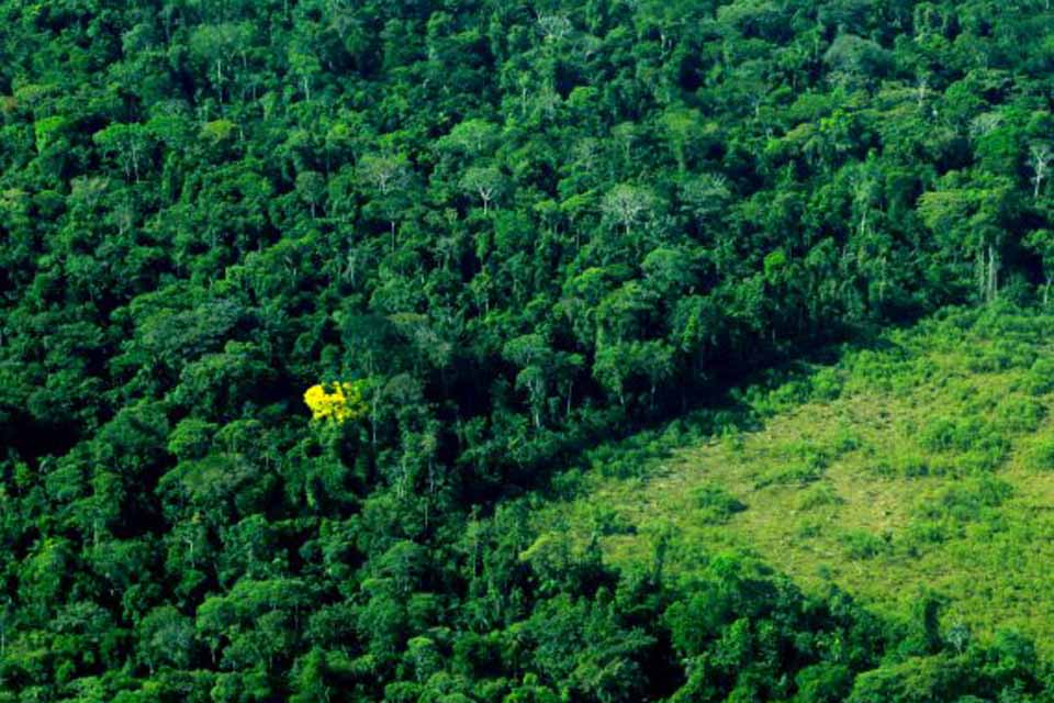<div style="
                font-size: 18px;
                font-weight: bold;
                color: #0073aa;
                margin-bottom: 5px;
                text-transform: uppercase;
            ">PRESERVAÇÃO AMBIENTAL</div>Rondônia é designada para liderar pauta de combate ao desmatamento na Amazônia Legal