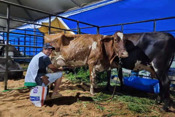 Governo de Rondônia retoma concurso leiteiro e amplia apoio técnico à pecuária