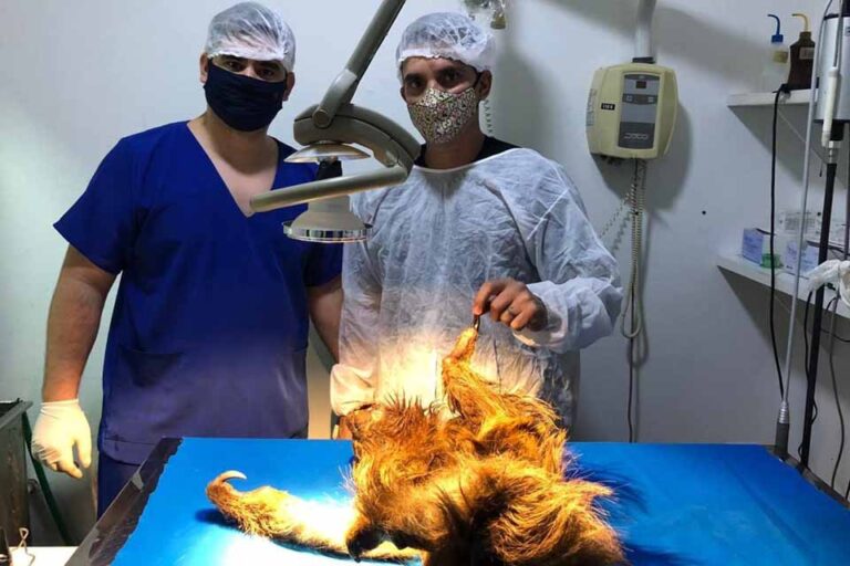 Rondônia celebra Dia do Médico Veterinário instituído por lei estadual