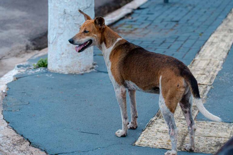 Prefeitura inicia implantação de comedouros e bebedouros para animais de rua em Porto Velho