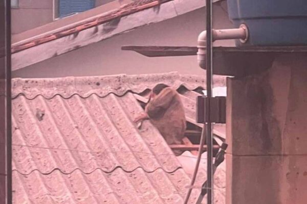 Homem é preso após invadir residência pelo telhado em Porto Velho