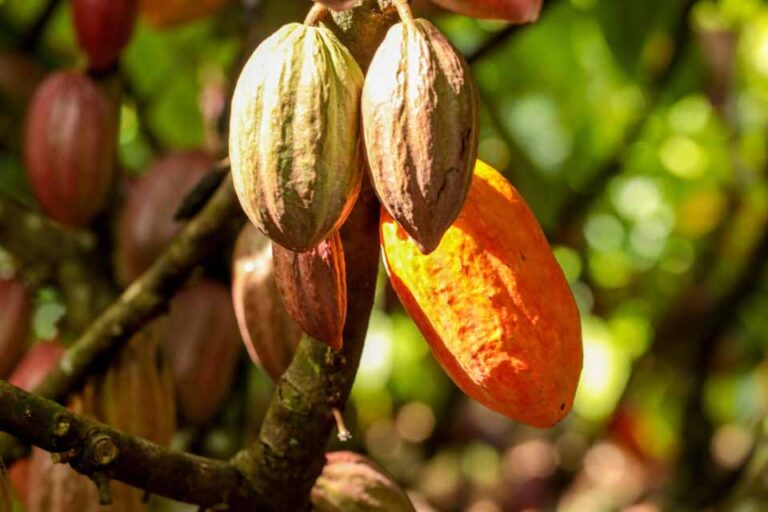 Governo de Rondônia promove campanha de cadastro de lavouras de cacau