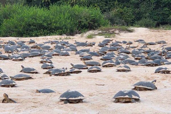 Desova das tartarugas-da-Amazônia começa no Vale do Guaporé após atraso de dois meses