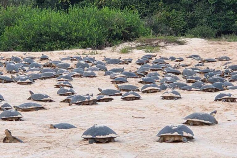 Desova das tartarugas-da-Amazônia começa no Vale do Guaporé após atraso de dois meses