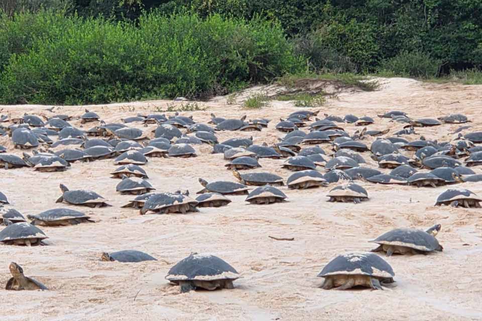 <div style="
                font-size: 18px;
                font-weight: bold;
                color: #0073aa;
                margin-bottom: 5px;
                text-transform: uppercase;
            ">PRESERVAçãO AMBIENTAL</div>Desova das tartarugas-da-Amazônia começa no Vale do Guaporé após atraso de dois meses