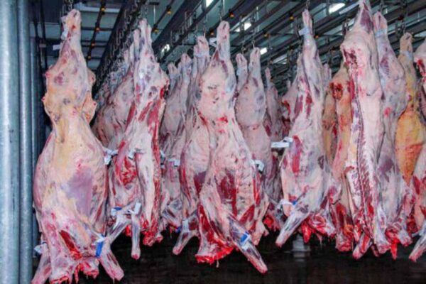 Rondônia registra alta de 17,5% nas exportações de carne bovina e ultrapassa US$ 1,1 bilhão em vendas
