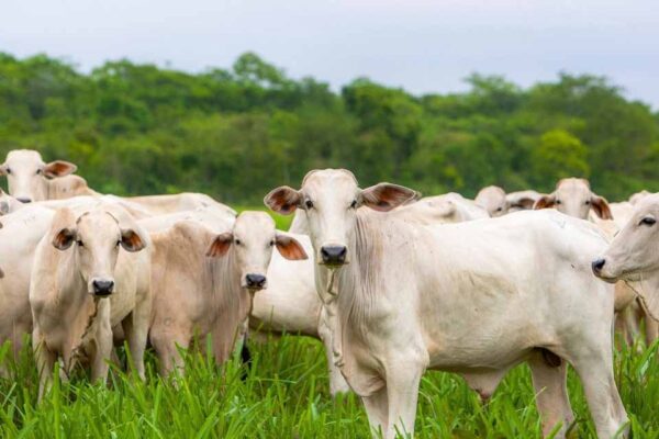 Porto Velho ultrapassa 1,79 milhão de cabeças de gado e segue entre os maiores rebanhos do Brasil