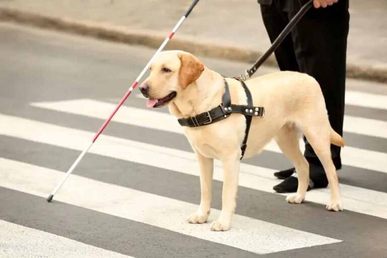 Prefeitura de Porto Velho realiza consulta pública sobre projeto de lei para uso de cães-guia