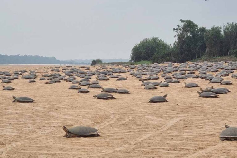 Tartarugas-da-Amazônia enfrentam ameaças ao ciclo reprodutivo