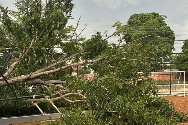 Prefeitura orienta população de Porto Velho sobre quedas de árvores durante chuvas