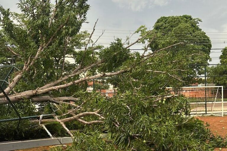Prefeitura orienta população de Porto Velho sobre quedas de árvores durante chuvas