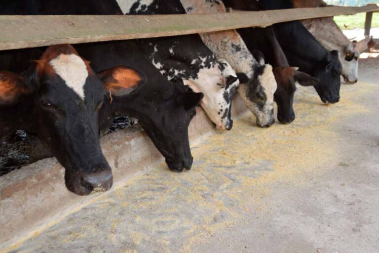 Programa Consultec-Leite impulsiona reconhecimento da FAO à Embrapa pela metodologia Balde Cheio