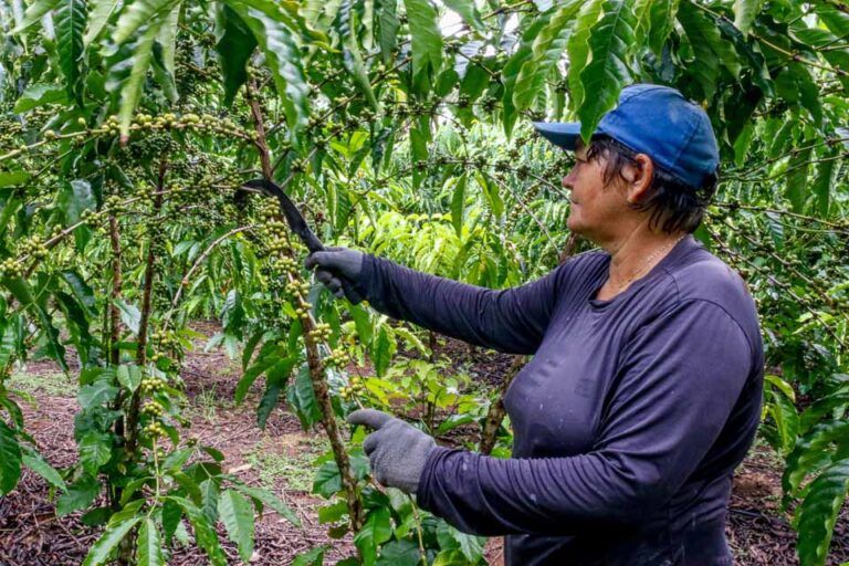Deputada pede envio de implementos agrícolas para Theobroma