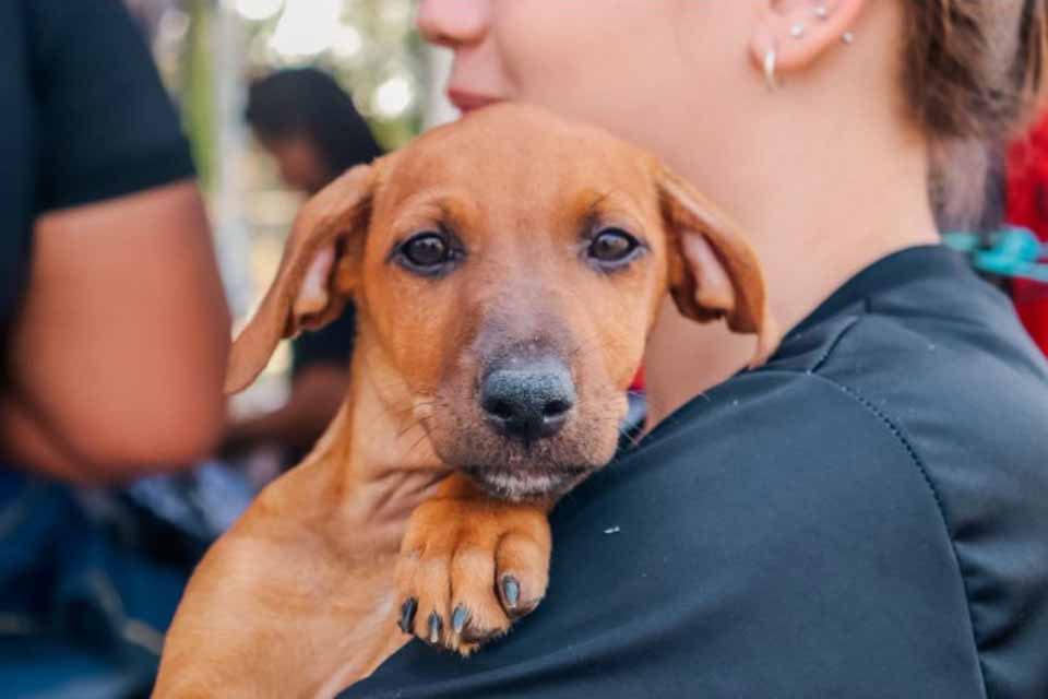 <div style="
                font-size: 18px;
                font-weight: bold;
                color: #0073aa;
                margin-bottom: 5px;
                text-transform: uppercase;
            ">INÉDITO</div>Primeira clínica veterinária pública de Porto Velho será inaugurada nesta quarta-feira