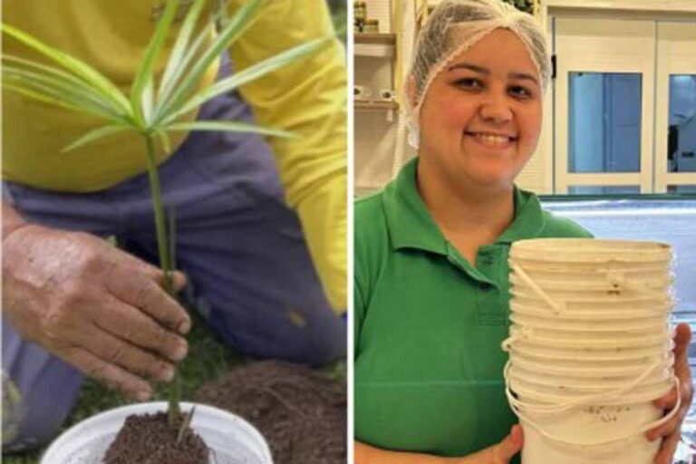 Parceria entre Prefeitura de Porto Velho e Gelateria Borelli promove reaproveitamento de baldes plásticos