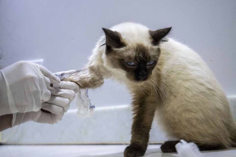 Porto Velho inaugura clínica pública de bem-estar animal na próxima semana