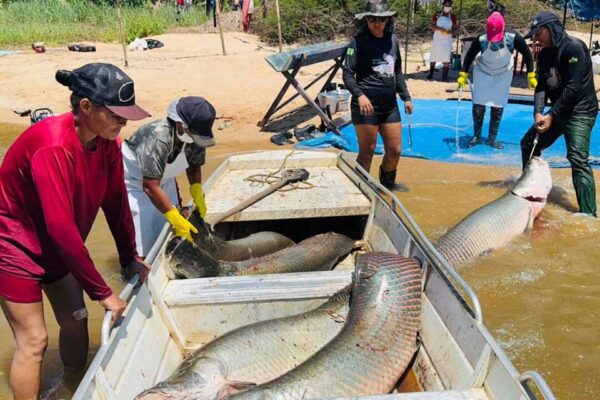 Manejo do pirarucu invasor garante renda a comunitários da Resex Rio Cautário