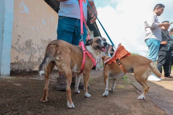 Programa Castra + oferece castrações gratuitas para cães e gatos em Cacoal