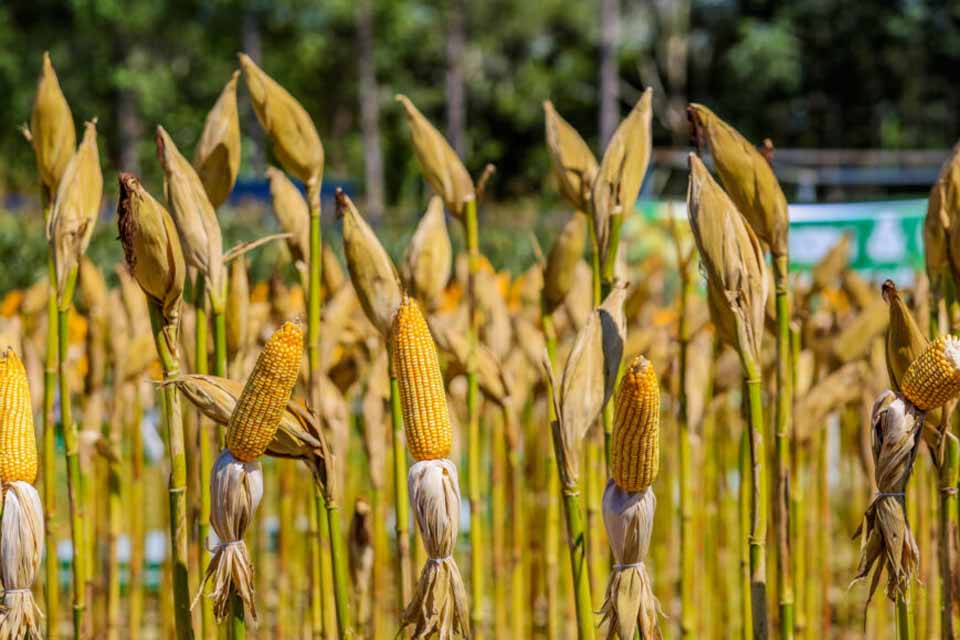 Rondônia registra PIB de R$ 76,4 bilhões em 2023