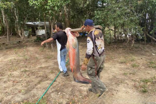 Governo reforça manejo do pirarucu na Reserva Extrativista Pedras Negras