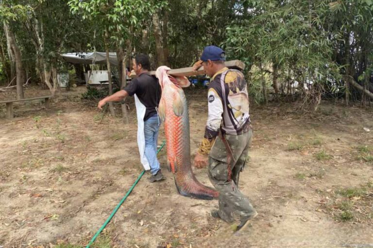 Governo reforça manejo do pirarucu na Reserva Extrativista Pedras Negras