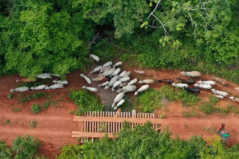 Assassinato durante desintrusão em terra indígena leva Funai a pedir reforço da Polícia Federal no Pará