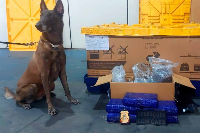 Polícia apreende mais de 5 kg de maconha em encomenda interceptada nos Correios em Ji-Paraná