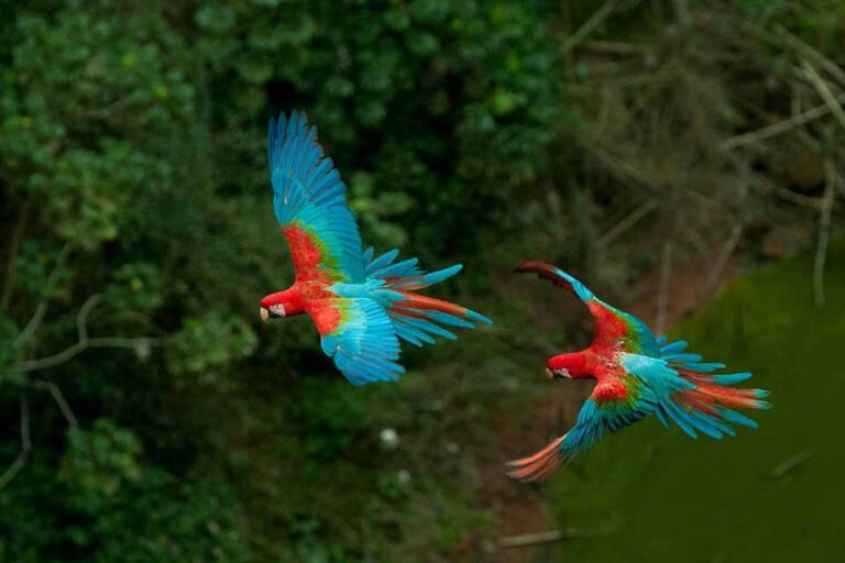 Projeto de lei enviado pela Prefeitura busca tornar Porto Velho Capital do Turismo de Observação de Aves