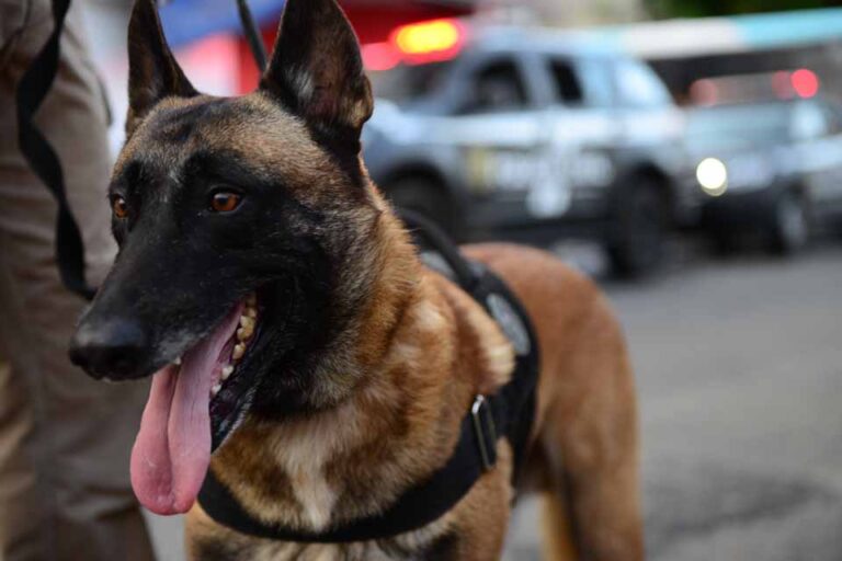 Operação Faro apreende 285 ampolas de substância irregular com apoio de cão farejador em Rondônia