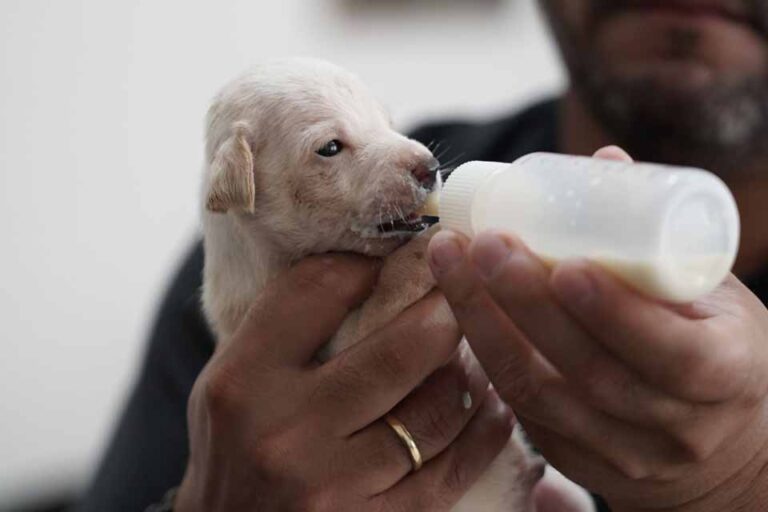 Abandono de animais mobiliza ações da Sema em Porto Velho