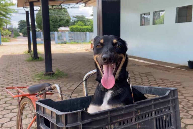 Vacinação antirrábica reúne tutores em mais de 90 pontos de Porto Velho