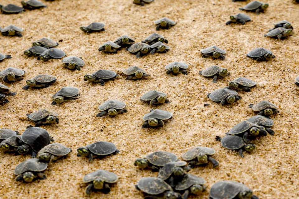 <div style="
                font-size: 18px;
                font-weight: bold;
                color: #0073aa;
                margin-bottom: 5px;
                text-transform: uppercase;
            ">CONSERVAÇÃO AMBIENTAL</div>Soltura de 228 mil filhotes de tartaruga-da-Amazônia reforça conservação no Parque Estadual Corumbiara