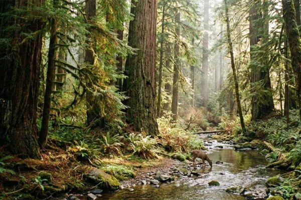 Natura mantém nota A no CDP em mudanças climáticas e segue como única do setor de cosméticos no Brasil