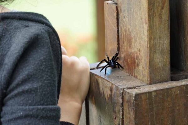 Governo de Rondônia reforça orientações para prevenir acidentes com animais peçonhentos no período chuvoso