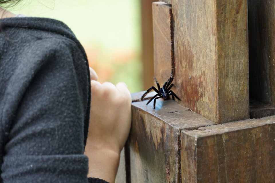 <div style="
                font-size: 18px;
                font-weight: bold;
                color: #0073aa;
                margin-bottom: 5px;
                text-transform: uppercase;
            ">ANIMAIS PEÇONHENTOS</div>Governo de Rondônia reforça orientações para prevenir acidentes com animais peçonhentos no período chuvoso