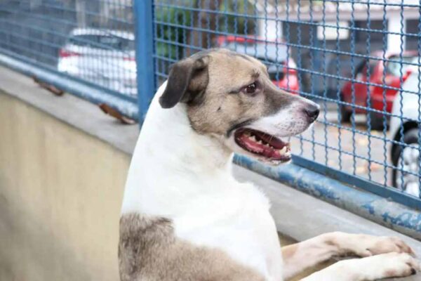 Fogos de artifício causam estresse, acidentes e risco de morte em cães e gatos