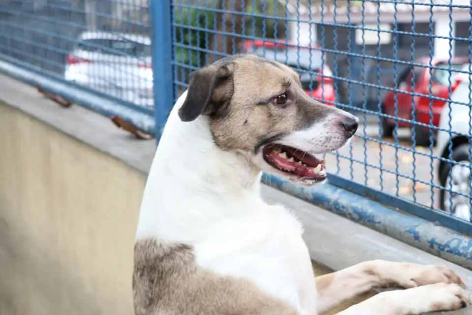 <div style="
                font-size: 18px;
                font-weight: bold;
                color: #0073aa;
                margin-bottom: 5px;
                text-transform: uppercase;
            ">CUIDADOS COM ANIMAIS</div>Fogos de artifício causam estresse, acidentes e risco de morte em cães e gatos