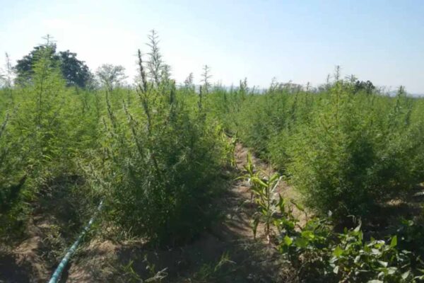 Anvisa avalia novas normas para produção de cannabis medicinal no Brasil nesta quarta